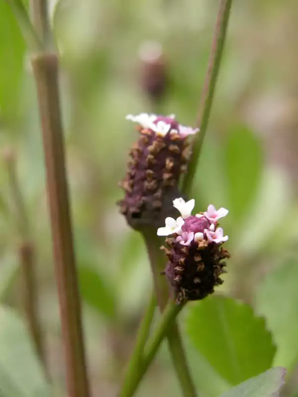 Phyla nodiflora