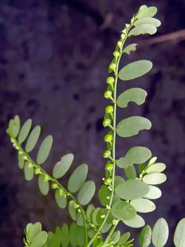 Phyllanthus amarus