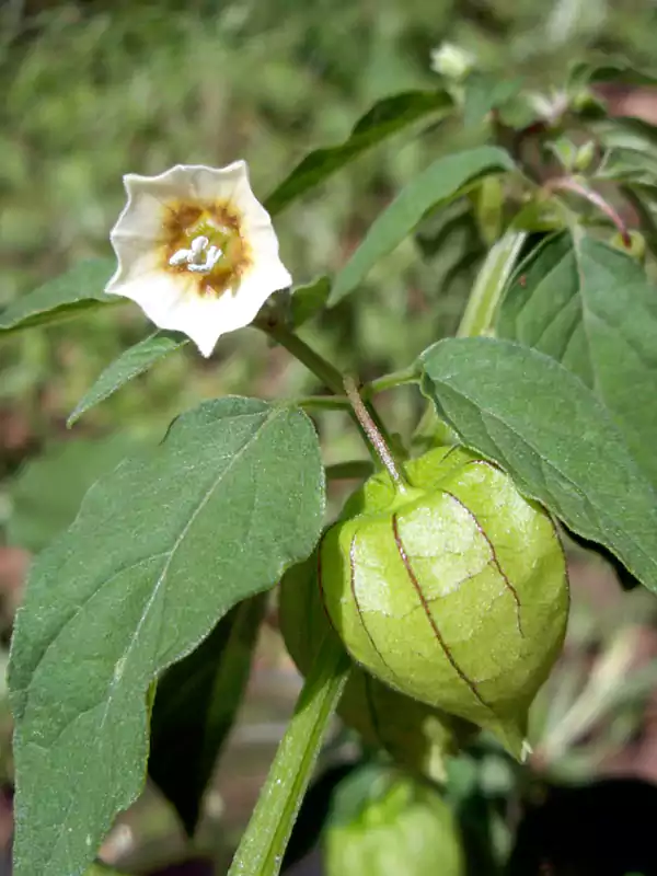 Physalis angulata