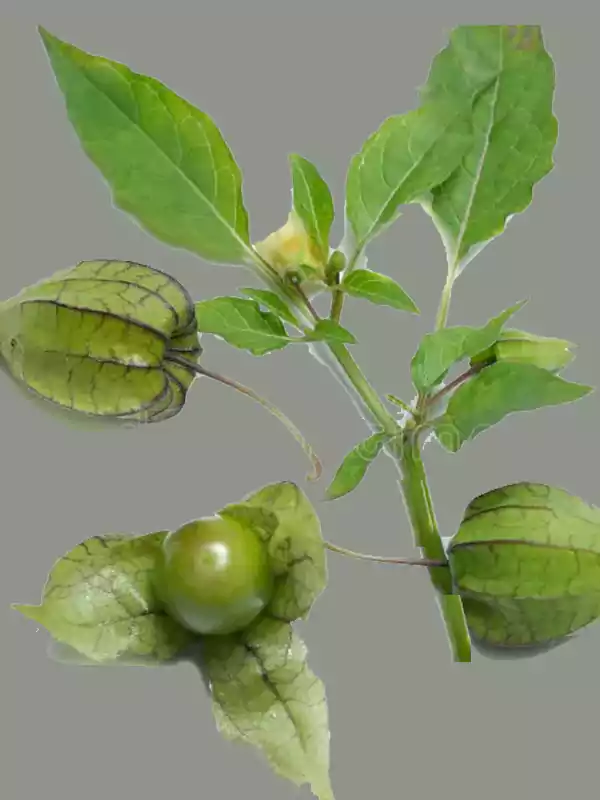 Physalis angulata