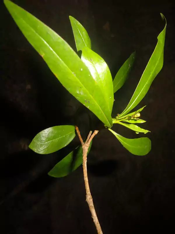 Pittosporum tetraspermum