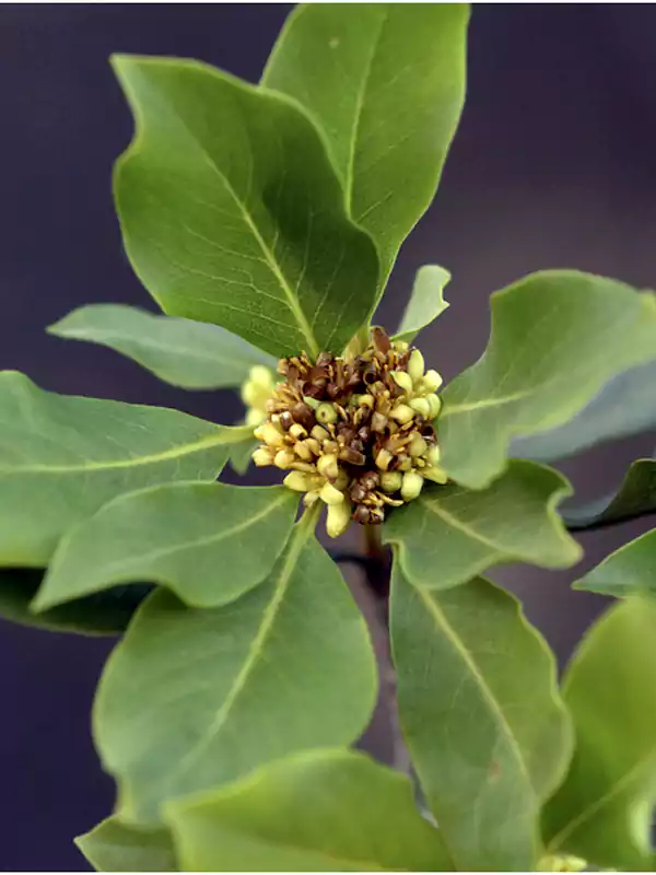 Pittosporum tetraspermum