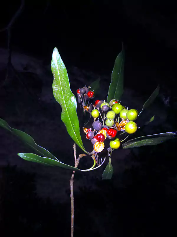 Pittosporum tetraspermum