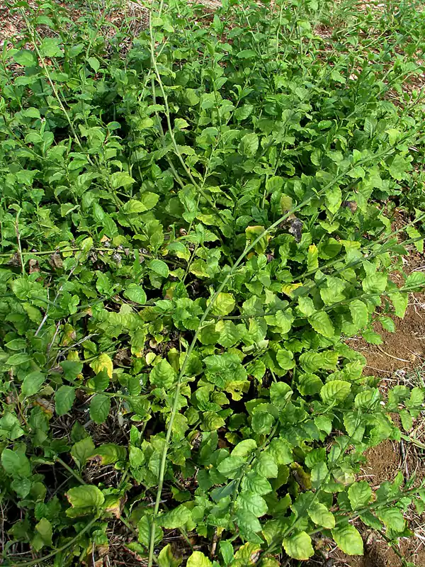 Plumbago zeylanica