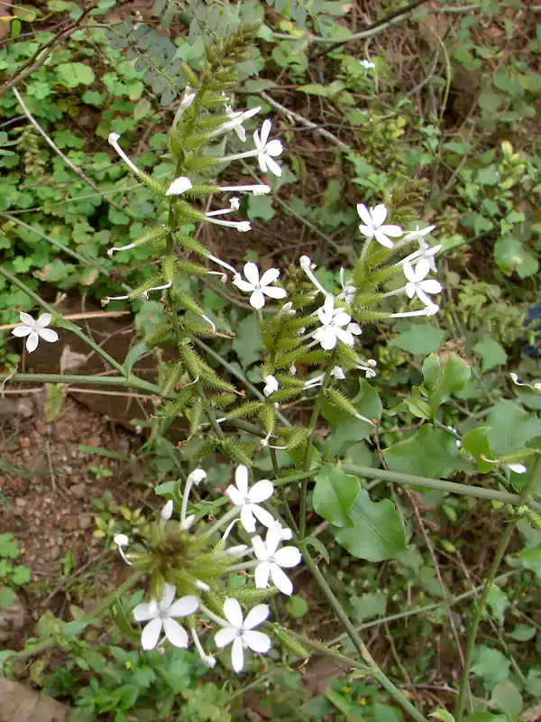 Plumbago zeylanica