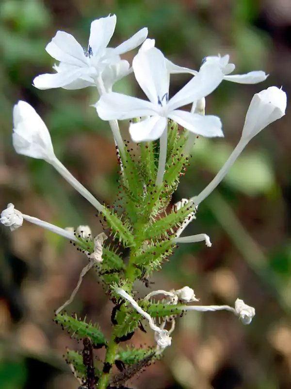 Plumbago zeylanica