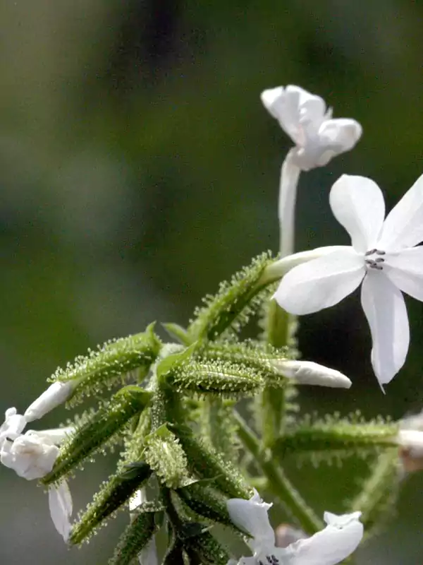 Plumbago zeylanica