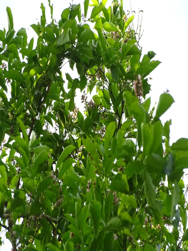 Pongamia pinnata