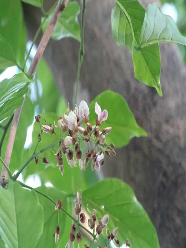 Pongamia pinnata