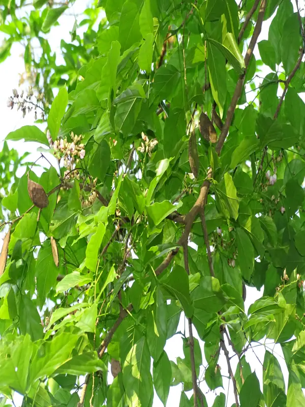 Pongamia pinnata