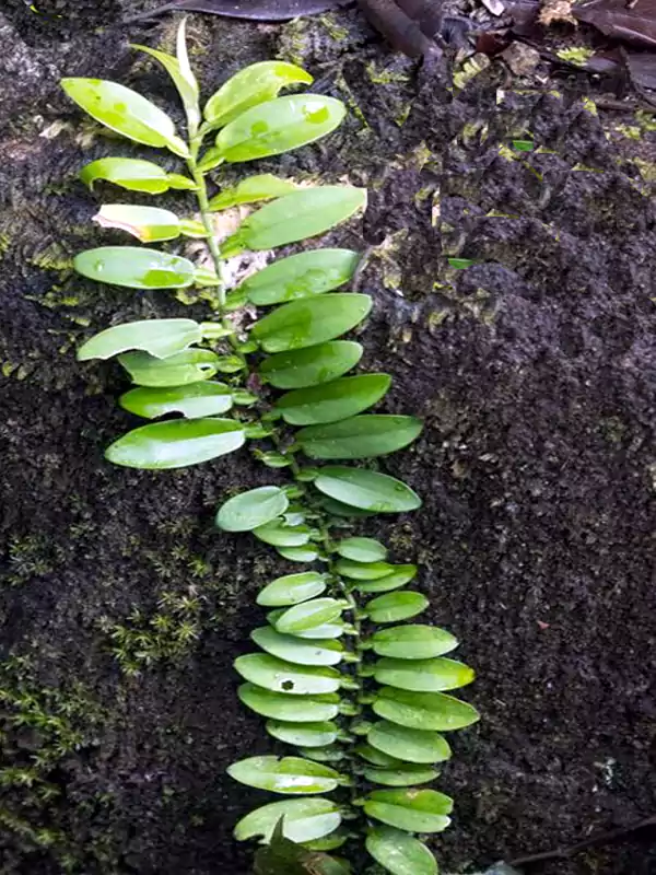 Pothos scandens