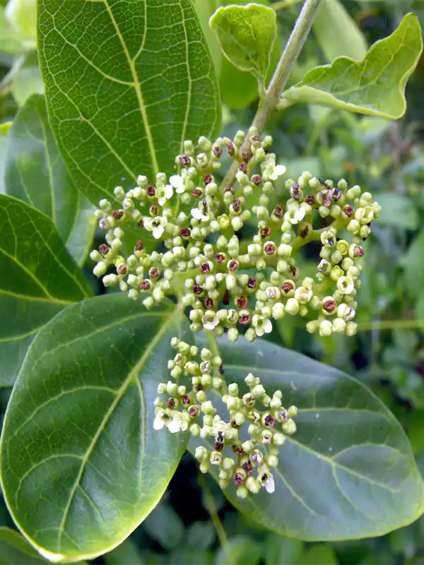 Premna serratifolia