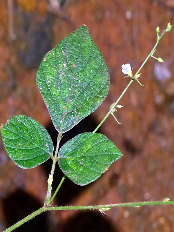 Pseudarthria viscida