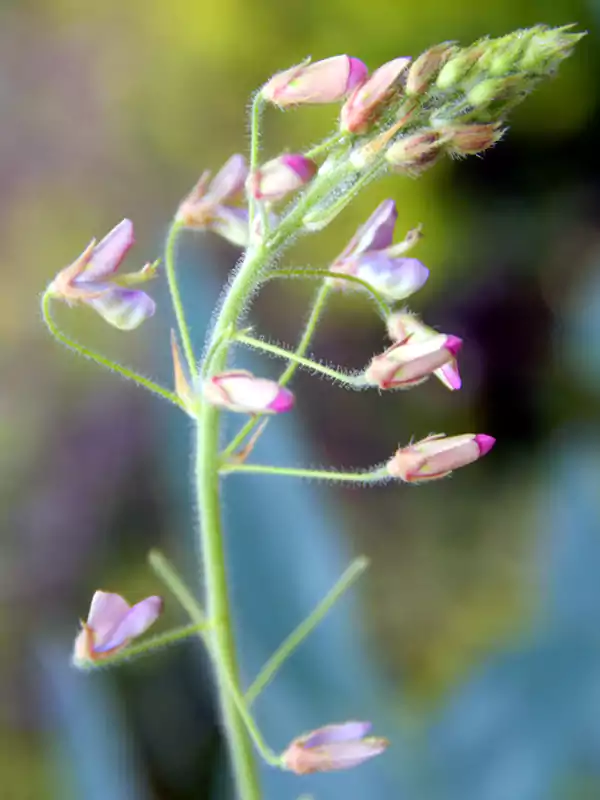 Pseudarthria viscida