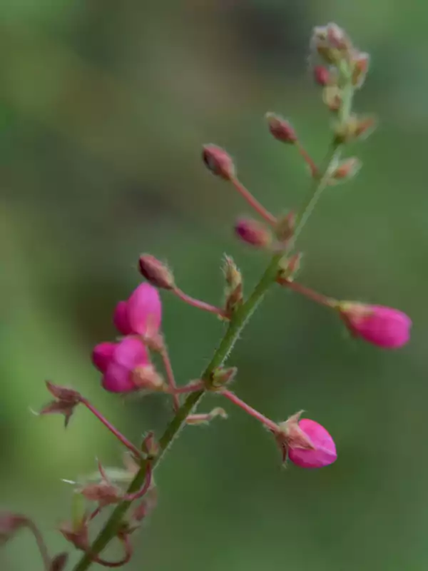 Pseudarthria viscida