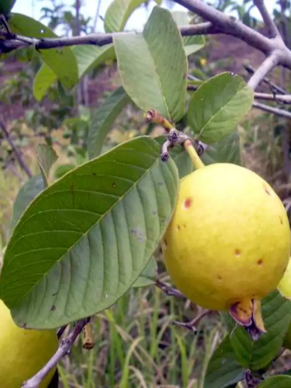 Psidium guajava