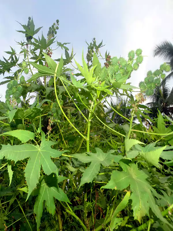 Ricinus communis