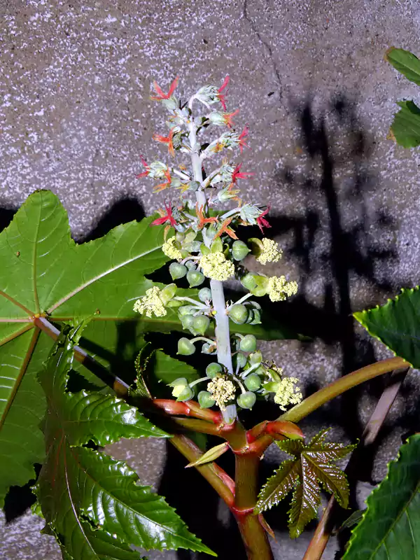 Ricinus communis