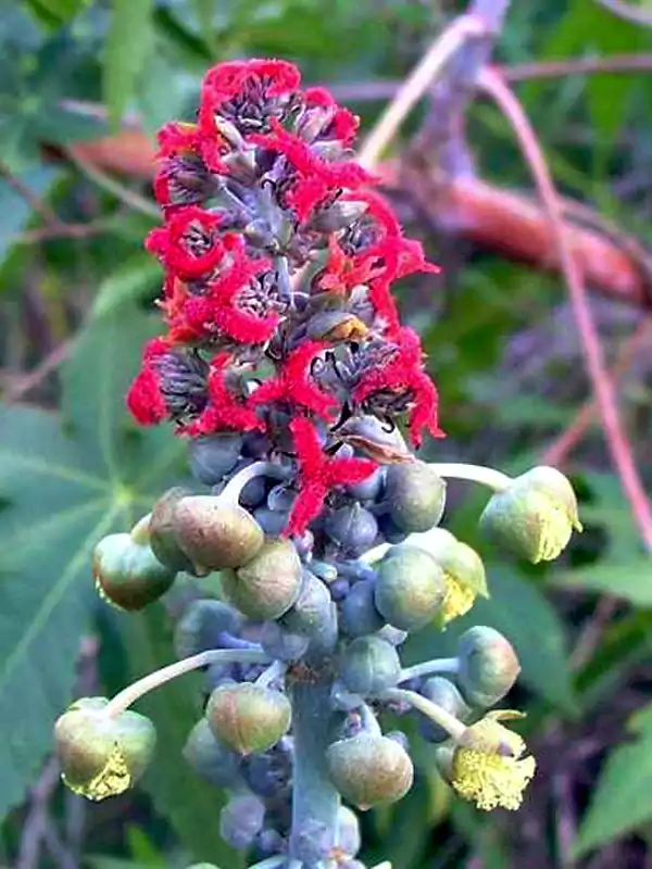 Ricinus communis