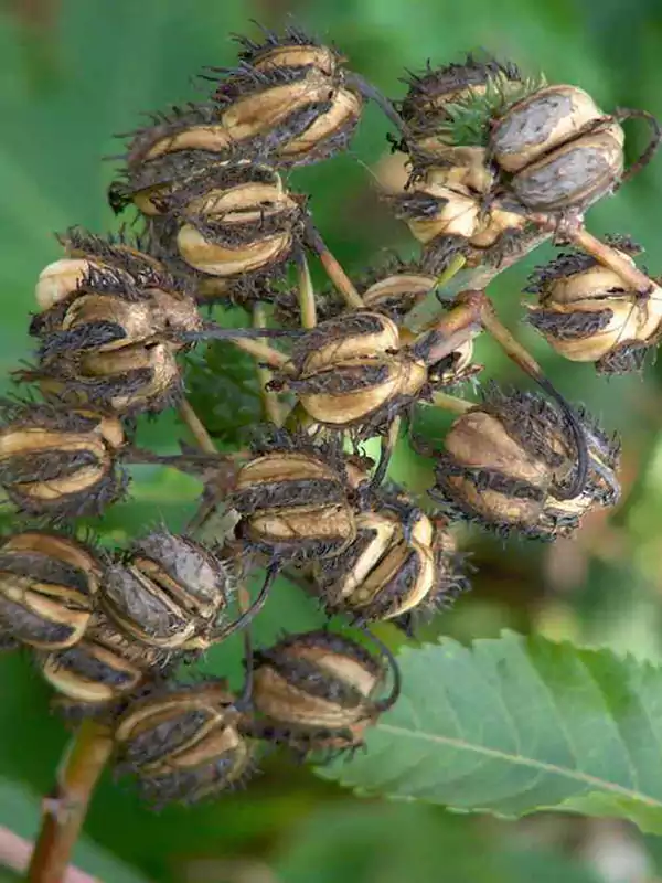 Ricinus communis