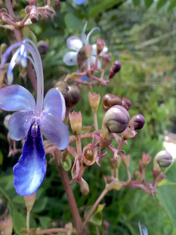 Rotheca serrata