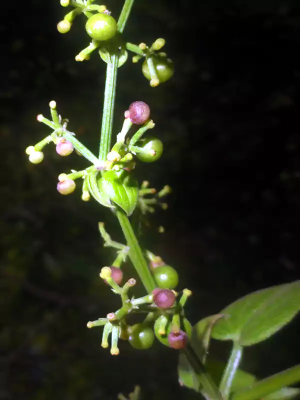 Rubia cordifolia