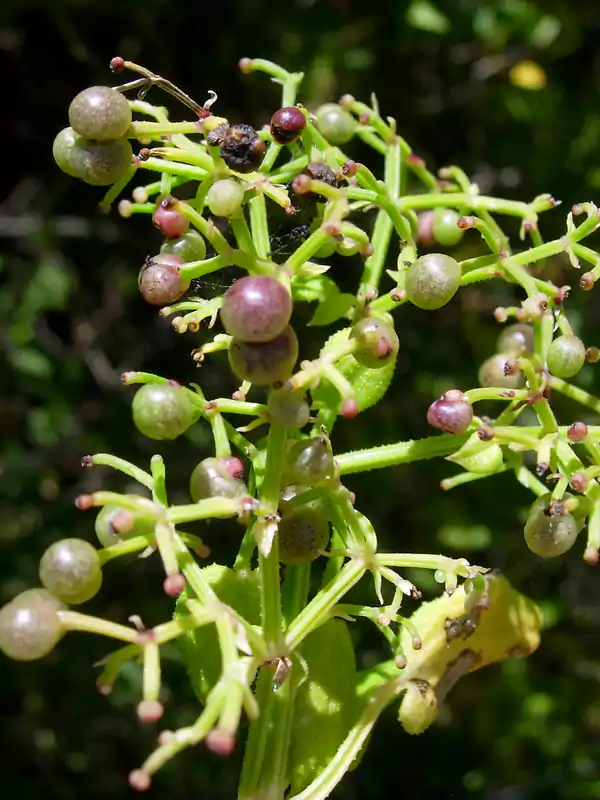 Rubia cordifolia