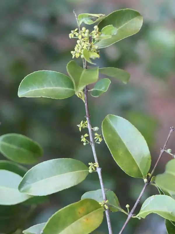 Salacia chinensis