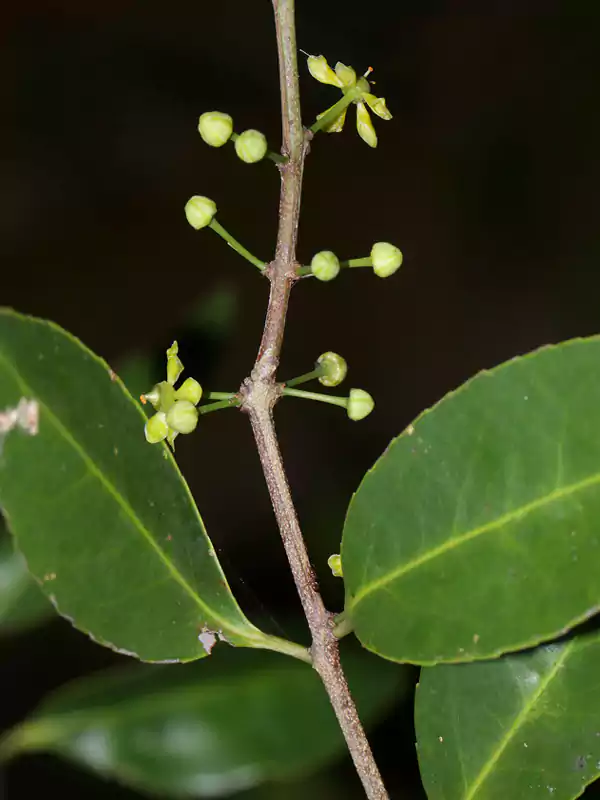 Salacia chinensis