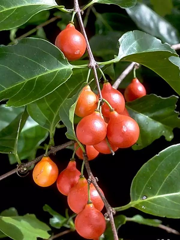 Salacia chinensis