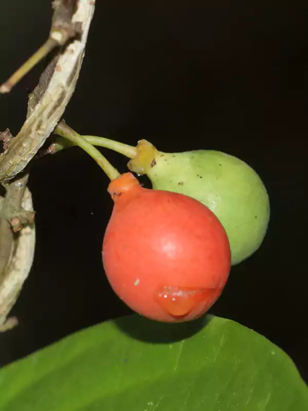 Salacia chinensis