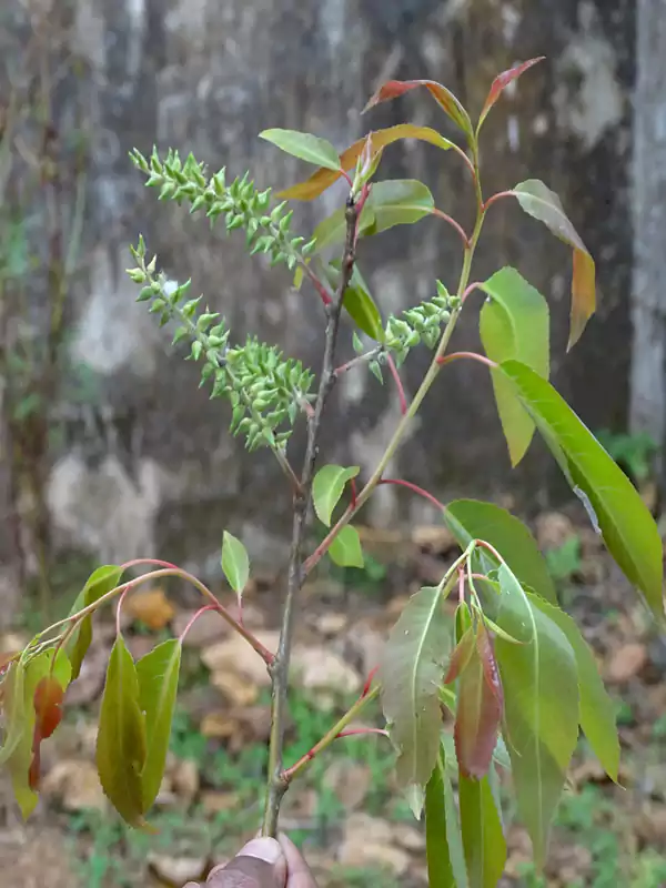 Salix tetrasperma