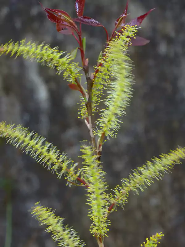 Salix tetrasperma