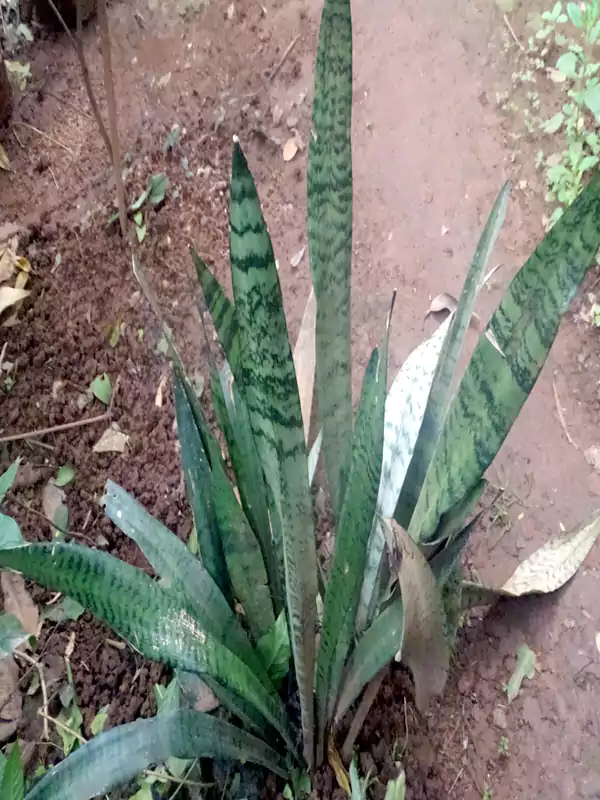 Sansevieria roxburghiana