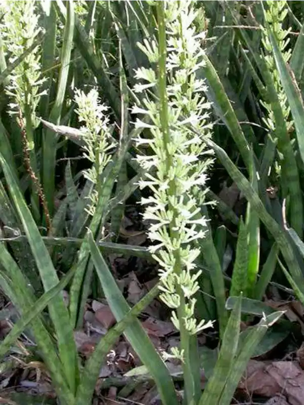 Sansevieria roxburghiana