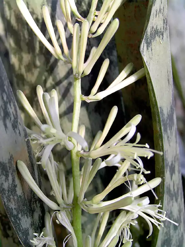 Sansevieria roxburghiana