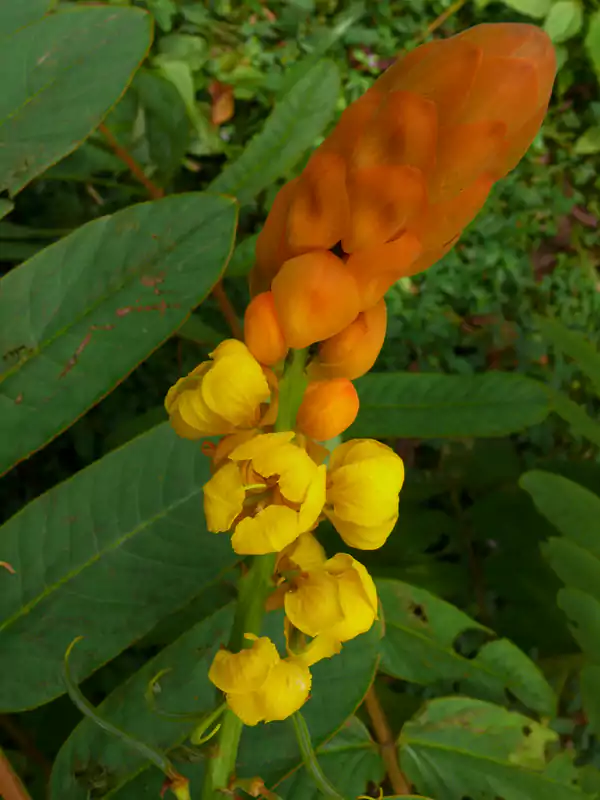 Senna alata