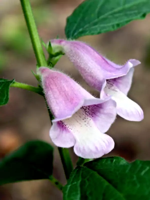 Sesamum indicum