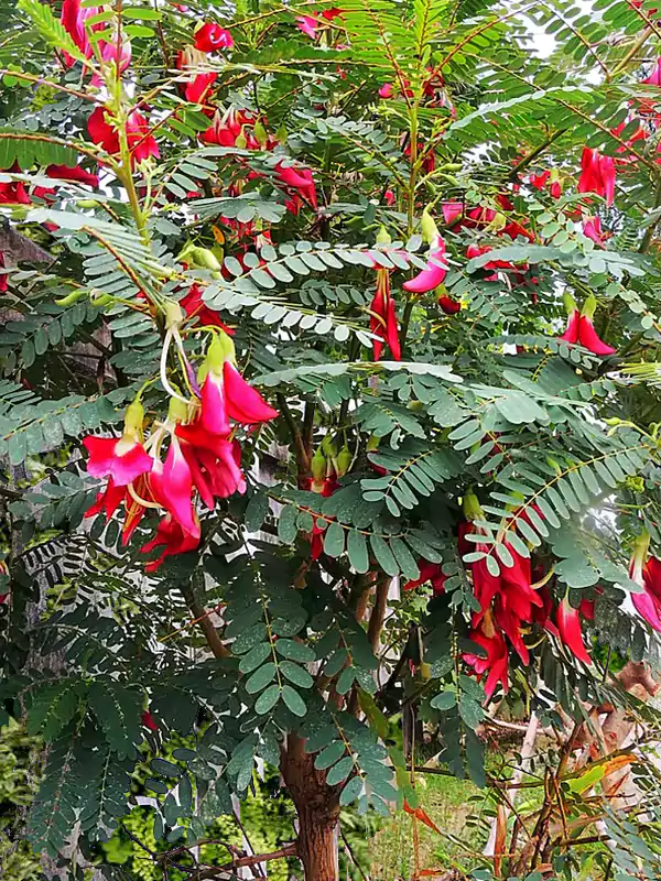 Sesbania grandiflora