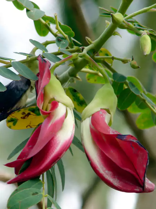 Sesbania grandiflora