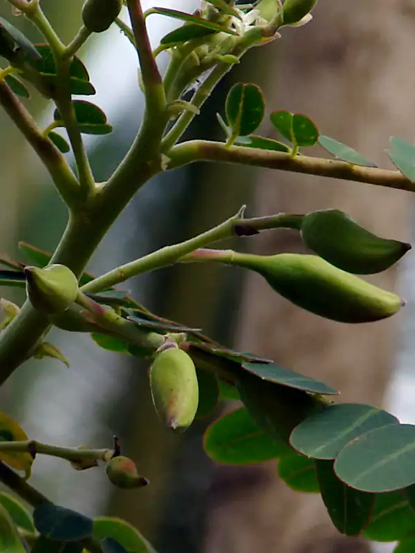 Sesbania grandiflora