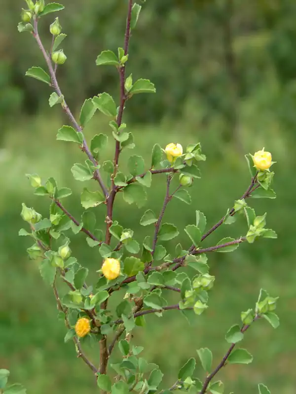 Sida rhombifolia