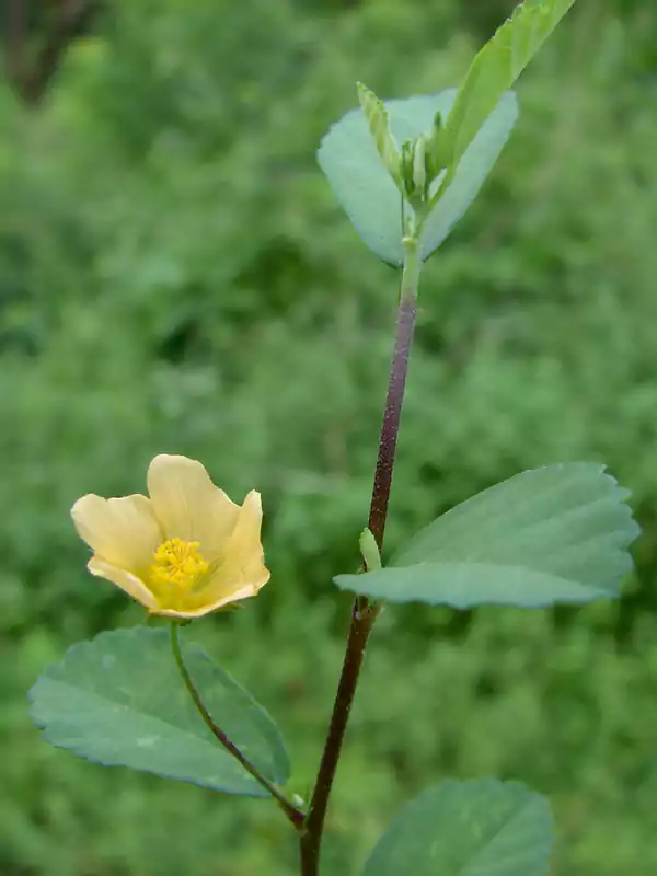 Sida rhombifolia