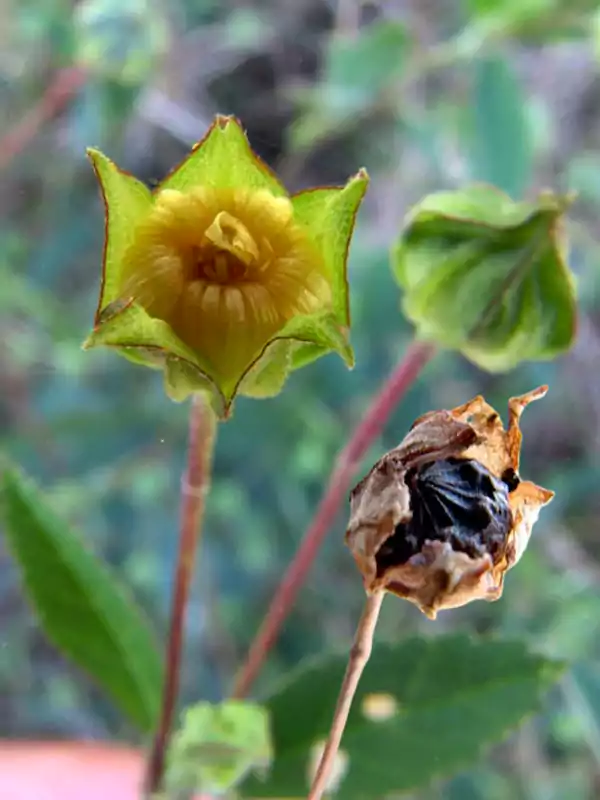 Sida rhombifolia