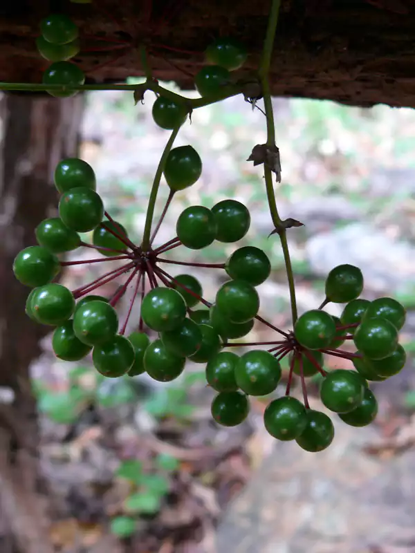 Smilax zeylanica