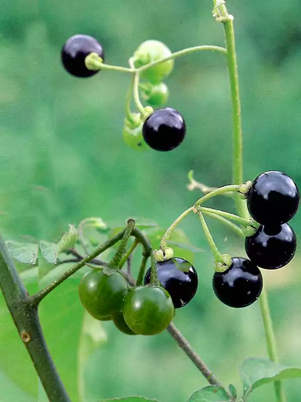 Solanum americanum