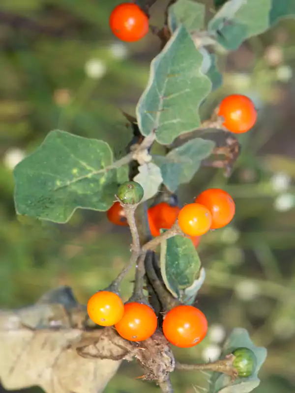 Solanum torvum