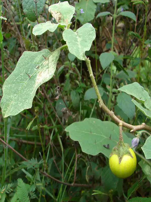 Solanum viarum