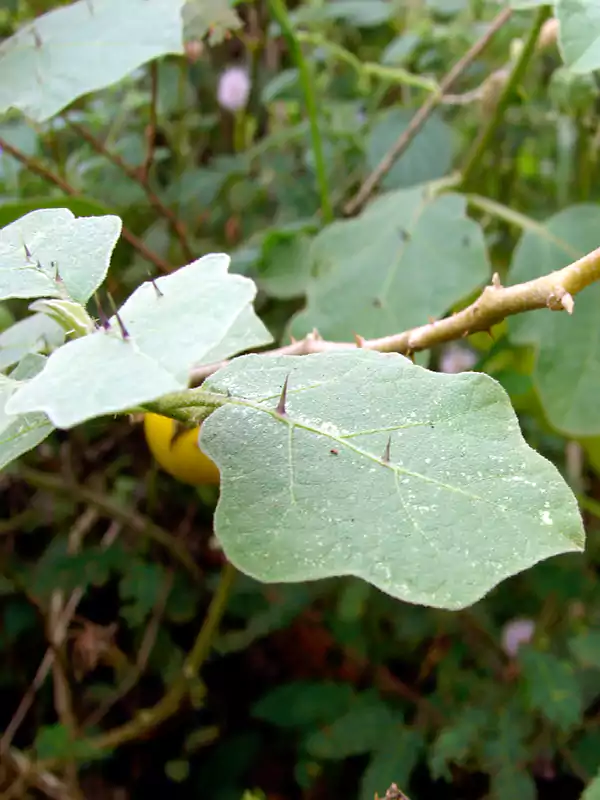 Solanum viarum