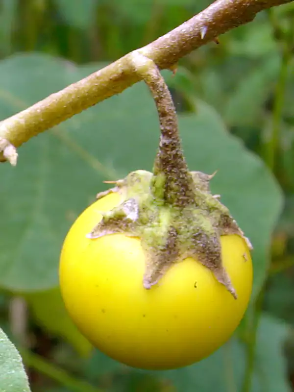 Solanum viarum